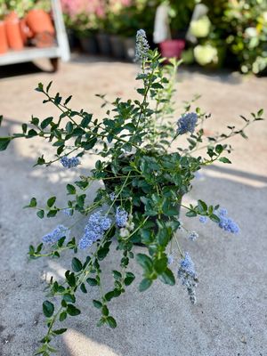 Ceanothus (Amerikaanse sering) OP=OP