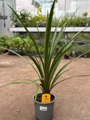 Cordyline (Australische Koolpalm groen) OP=OP