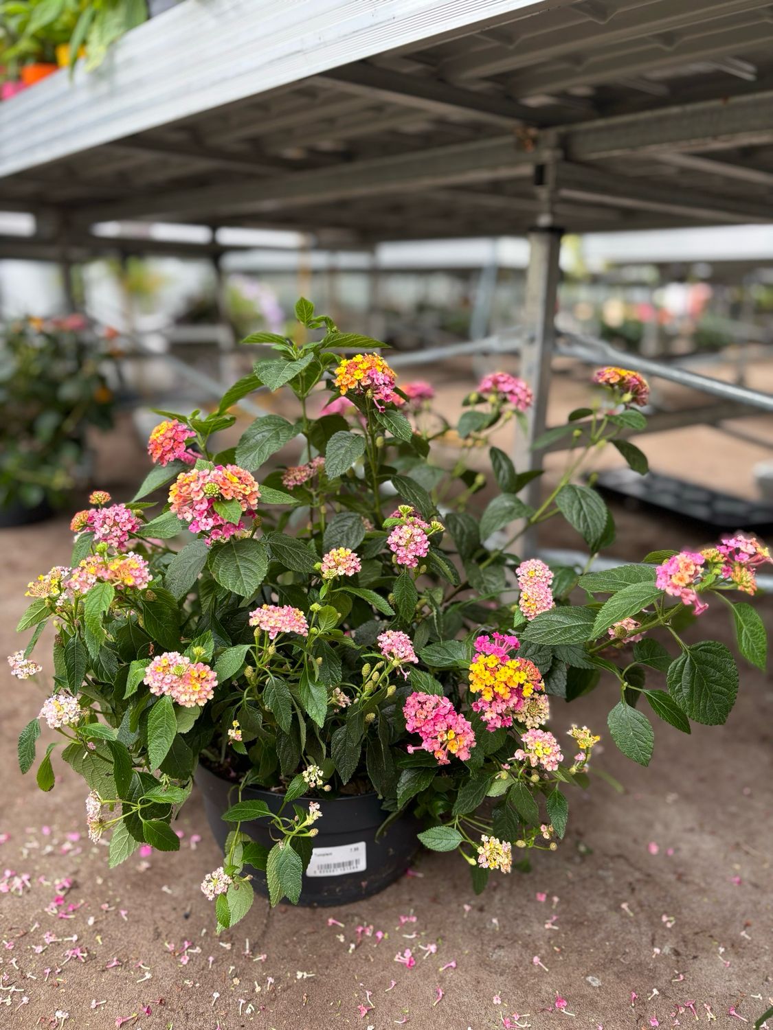 Lantana Samara (Wisselbloem) OP=OP