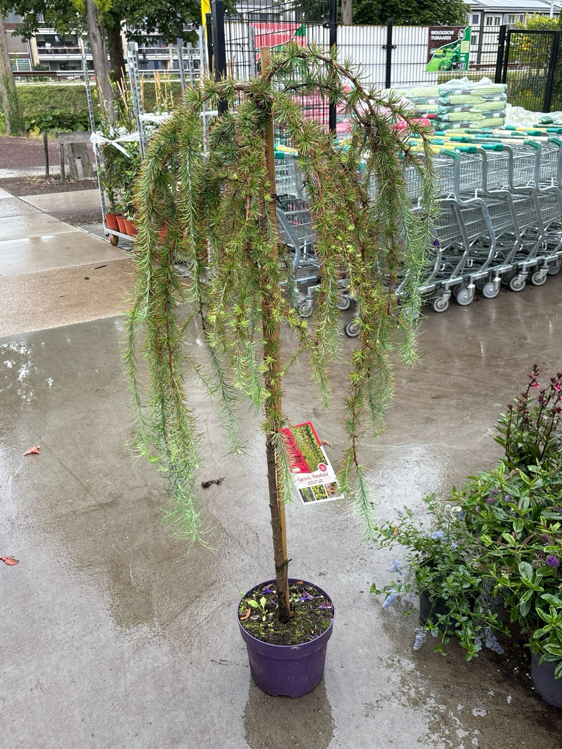 Larix kaempferi 'Pendula' (Europese larix) OP=OP