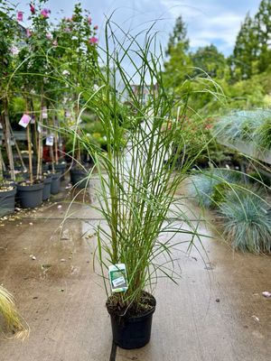 Miscanthus sinensis 'Kleine Silberspinne' (Prachtriet) OP=OP