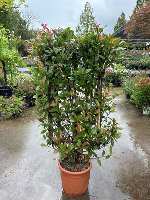 Photinia fraseri 'Red Robin' (Glansmispel lei rek)