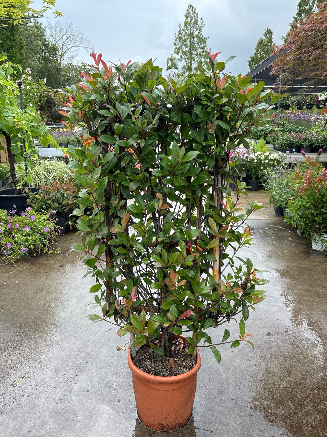 Photinia fraseri 'Red Robin' (Glansmispel lei rek)