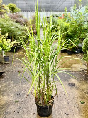 Miscanthus sinensis 'Zebrinus (Prachtriet) OP=OP