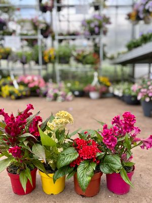 Coral Celosia OP=OP