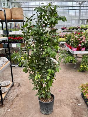 Laurus Nobilis (eetbare Laurier) OP=OP