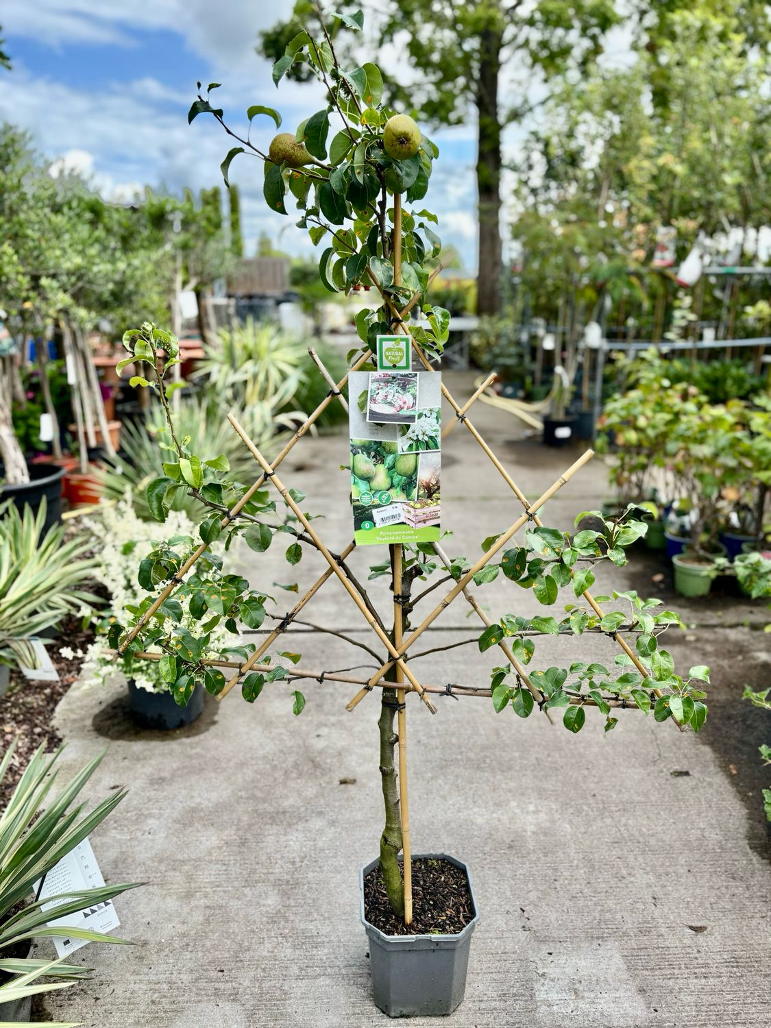 Fruitbomen leiboom Peer OP=OP