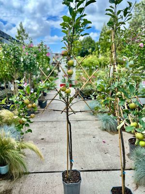 Fruitbomen leiboom Appel OP=OP