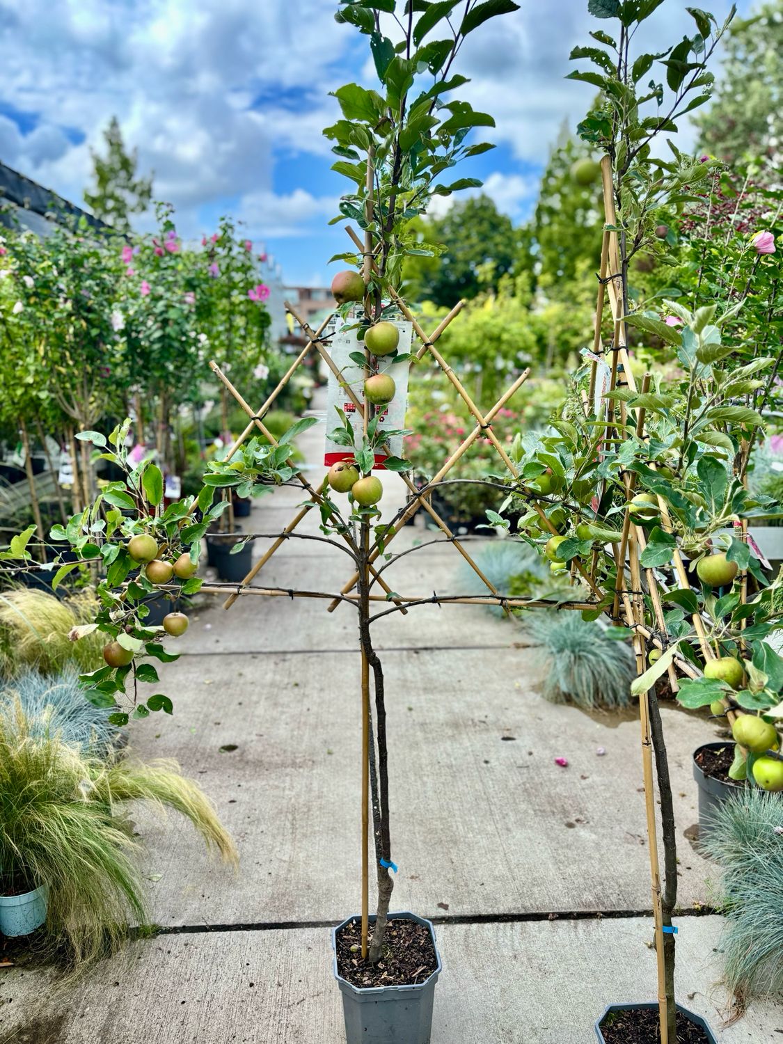 Fruitbomen leiboom Appel OP=OP
