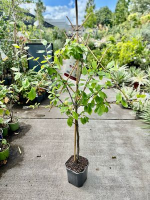 Fruitbomen leiboom Pruim OP=OP