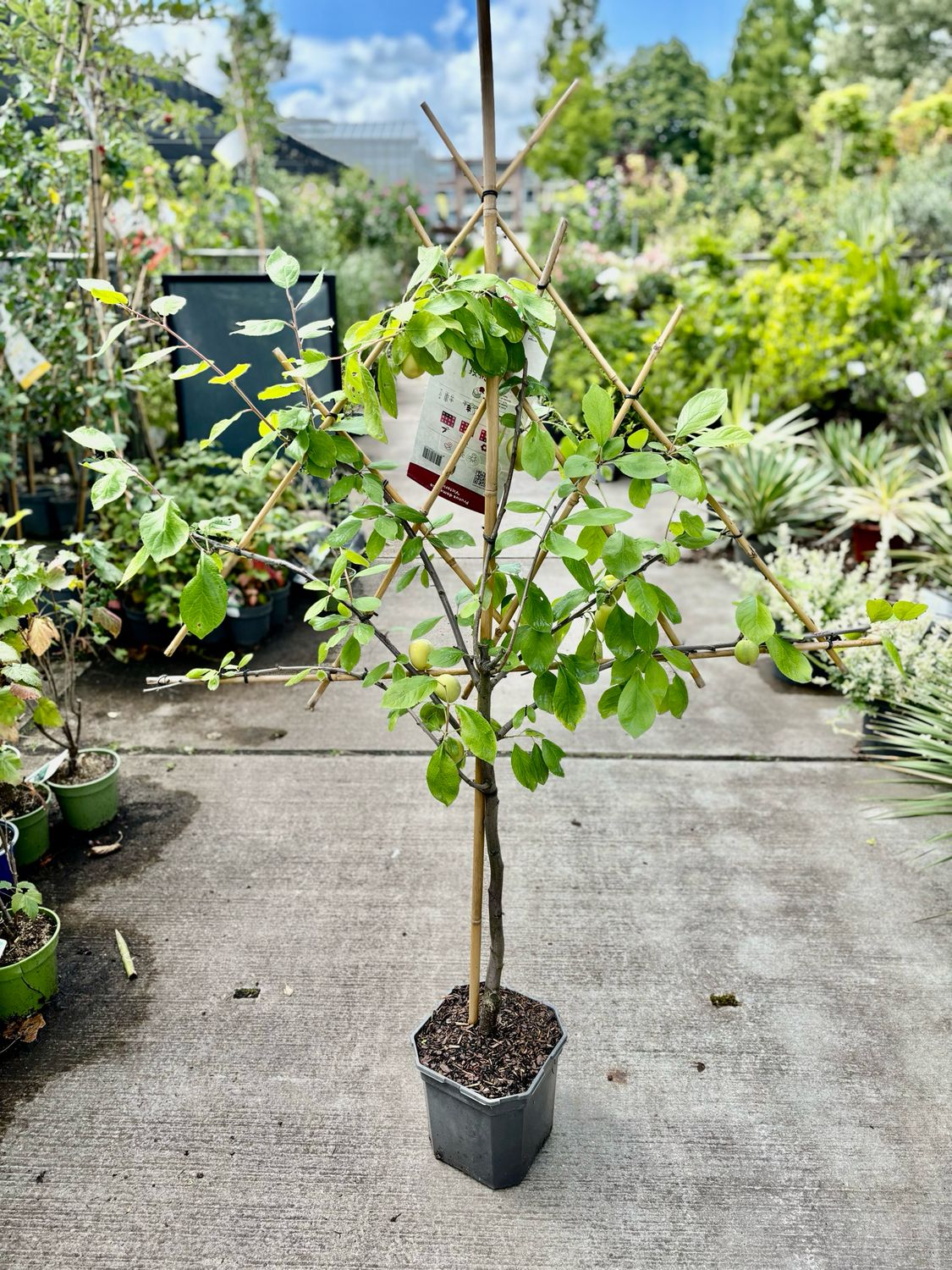 Fruitbomen leiboom Pruim OP=OP