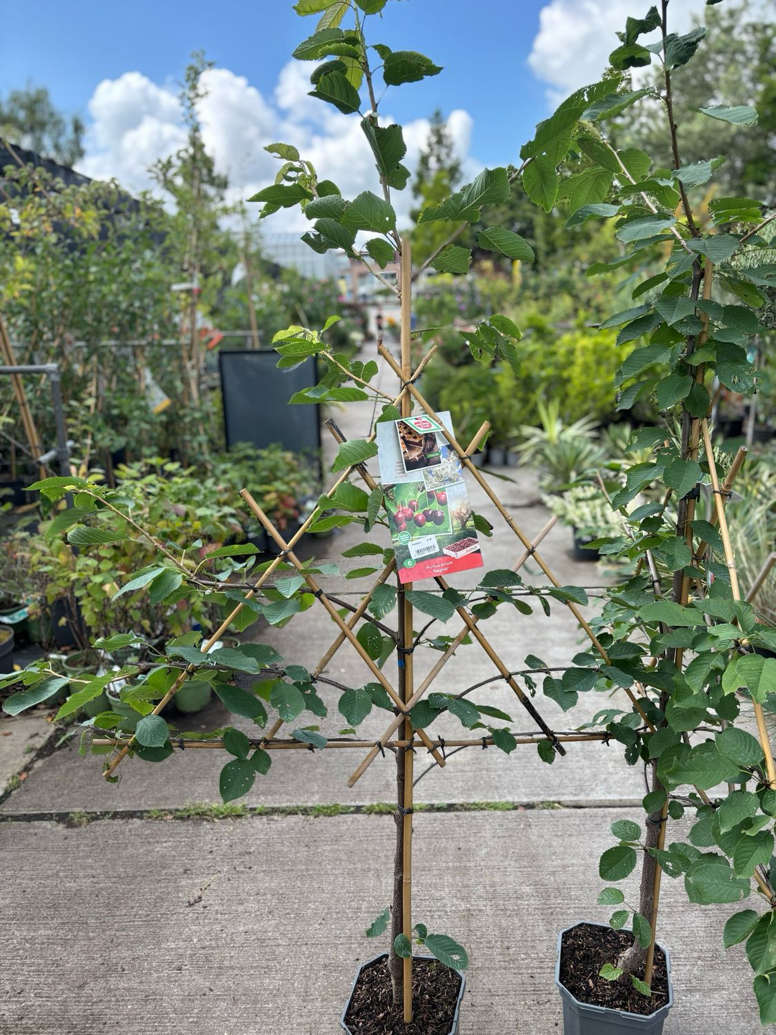 Fruitbomen leiboom Kers OP=OP