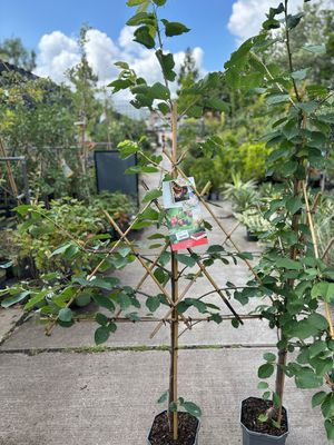 Fruitbomen leiboom Kers OP=OP