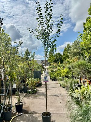 Fruitbomen Hoogstam Pruimen OP=OP