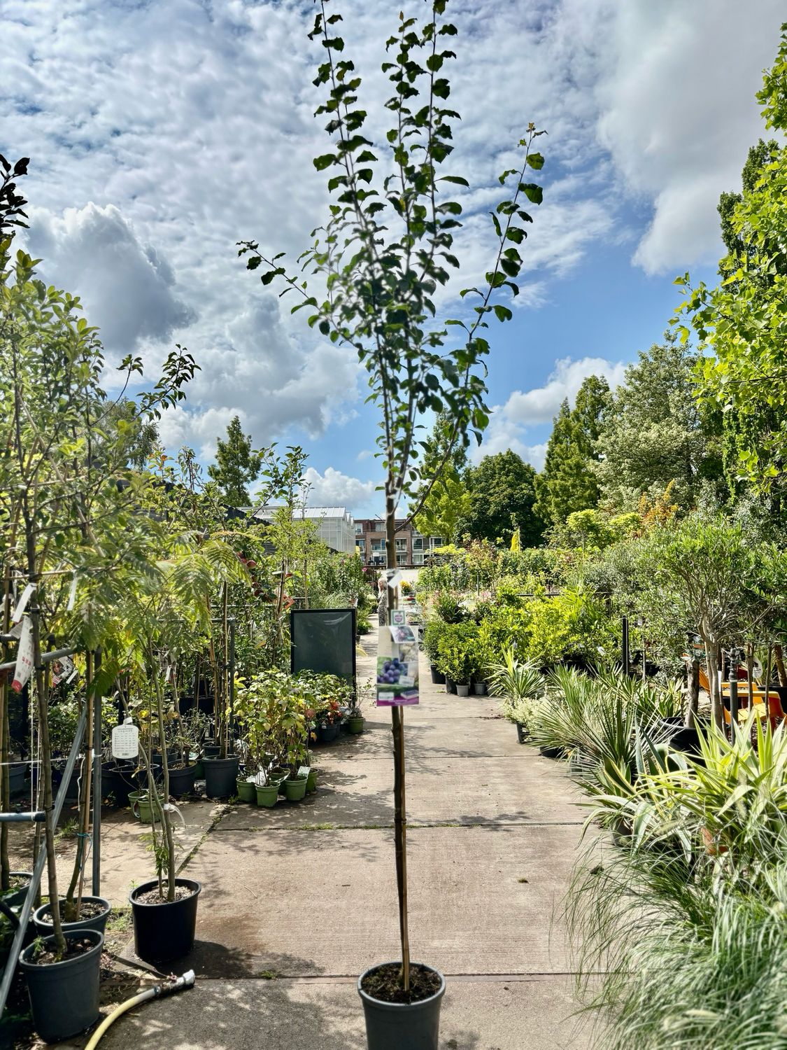 Fruitbomen Hoogstam Pruimen OP=OP
