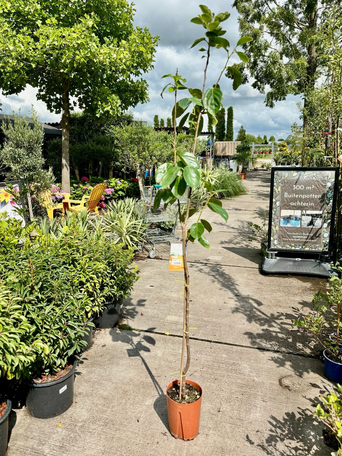 Sharonfruit (Kaki) OP=OP