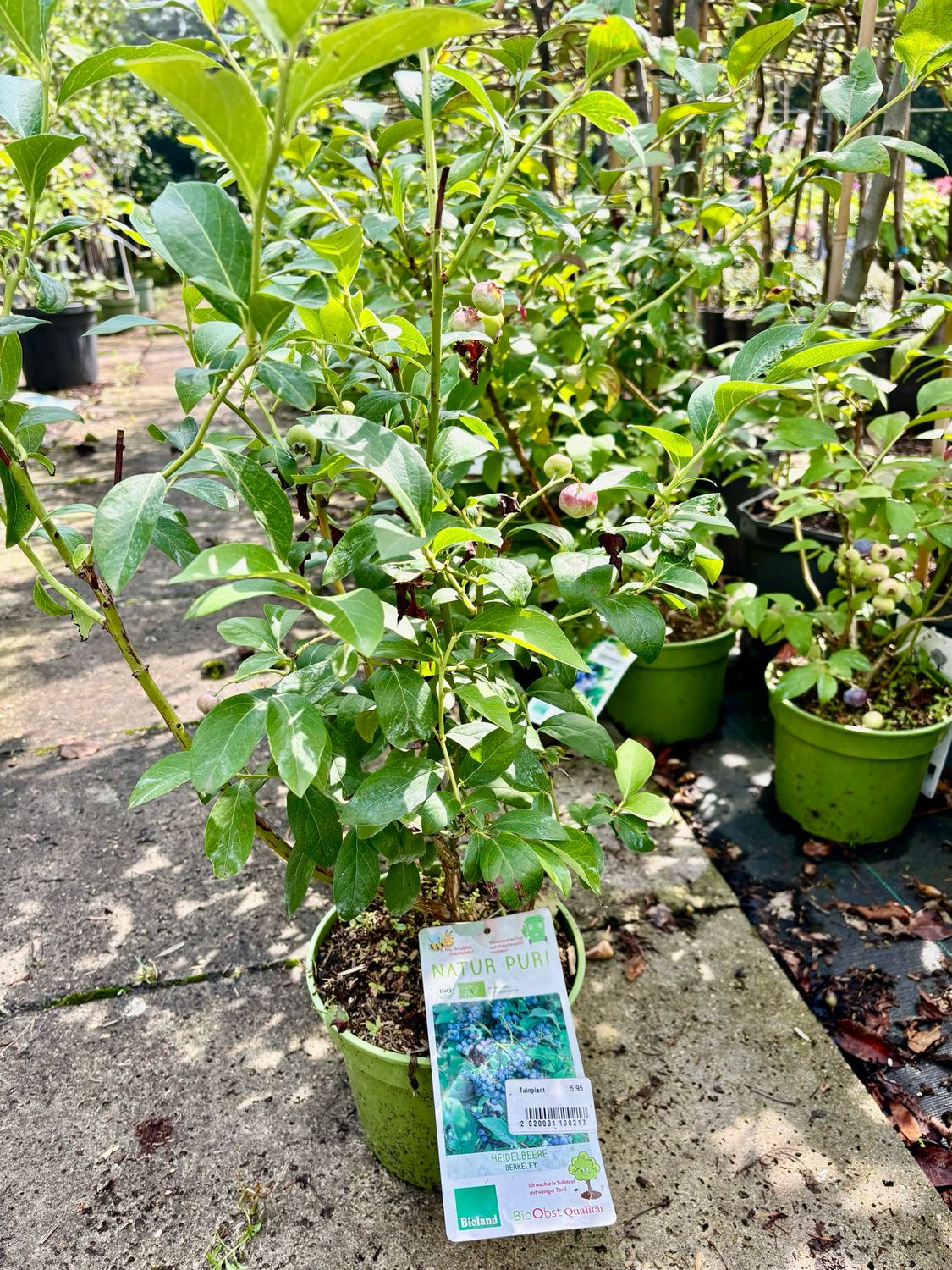 Vaccinium (Bosbes) verschillende soorten OP=OP