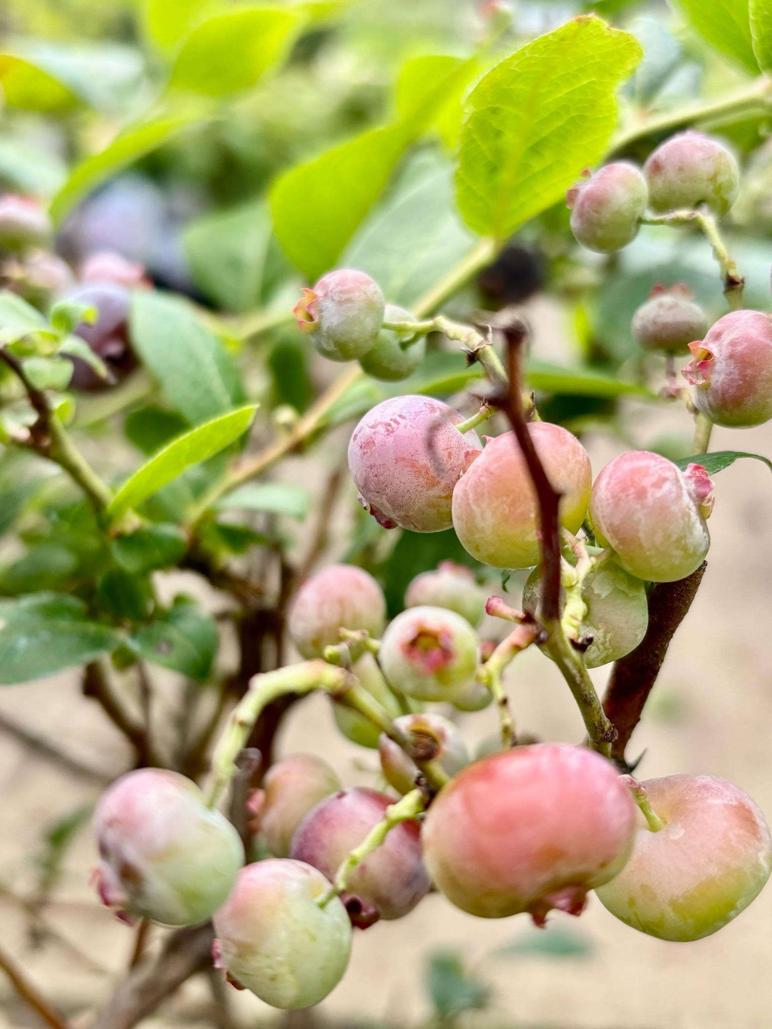 Vaccinium (bosbes) OP=OP