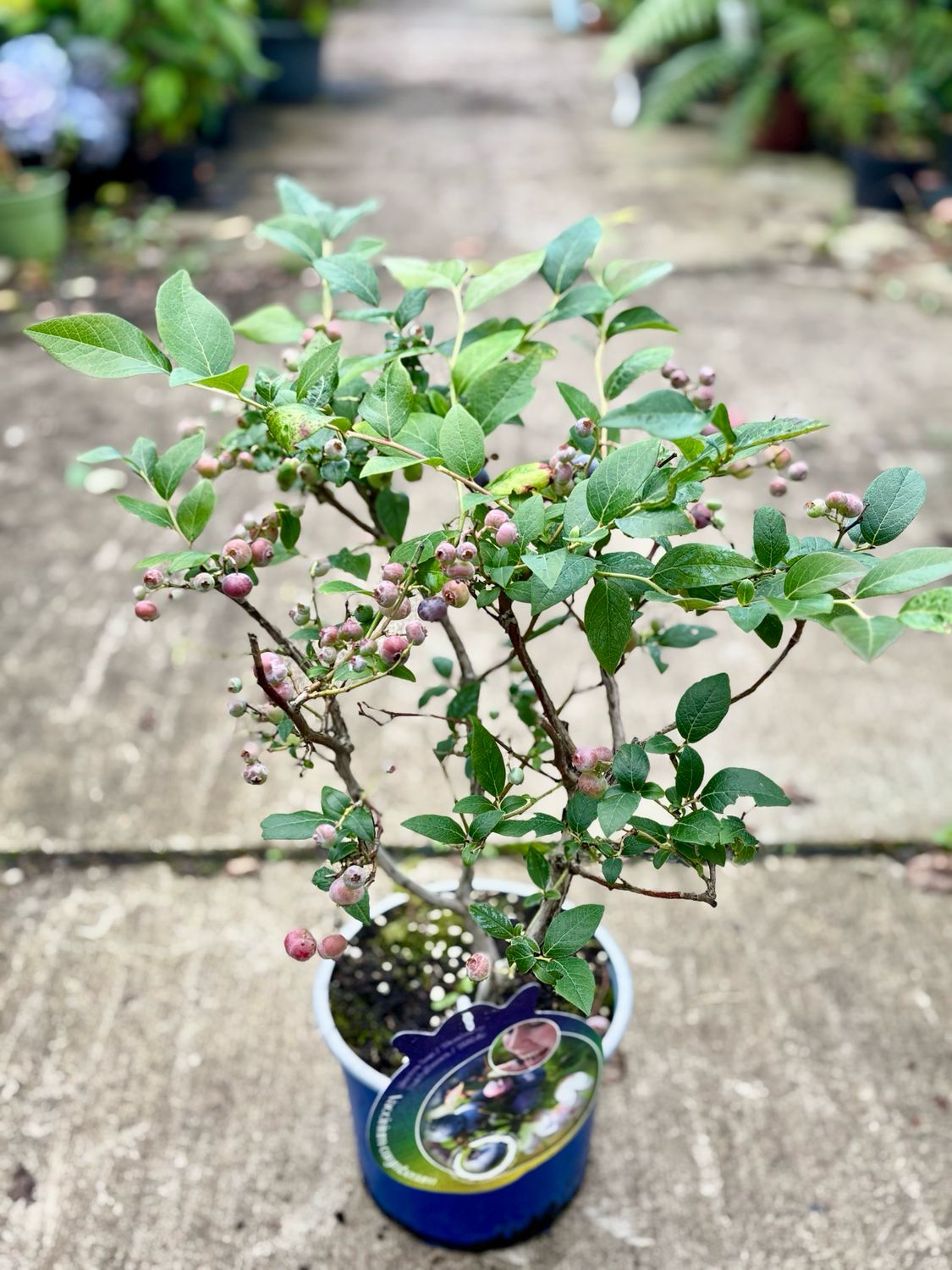 Vaccinium (bosbes) OP=OP