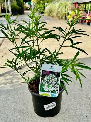 Choisya 'Aztec Pearl' (Mexicaanse oranjebloesem) OP=OP