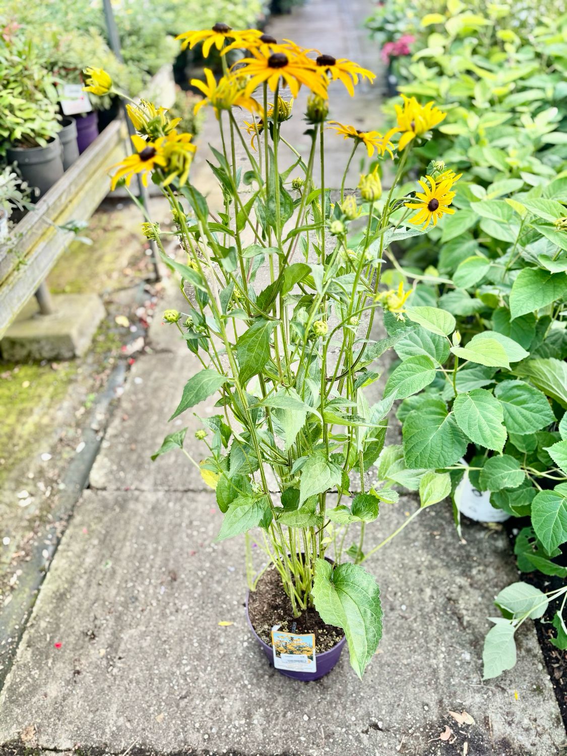 Rudbeckia fulgida 'Goldsturm (Zonnehoed) OP=OP