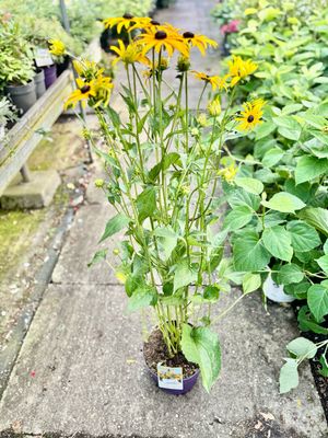 Rudbeckia fulgida 'Goldsturm (Zonnehoed) OP=OP