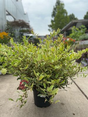 Leucothoë Firestar (Druifheide) OP=OP