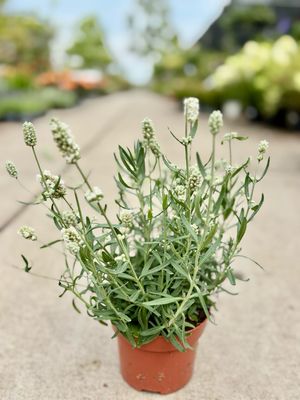 Lavandula  wit (Lavendel) OP=OP