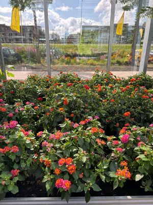 Lantana Samara (Wisselbloem) OP=OP