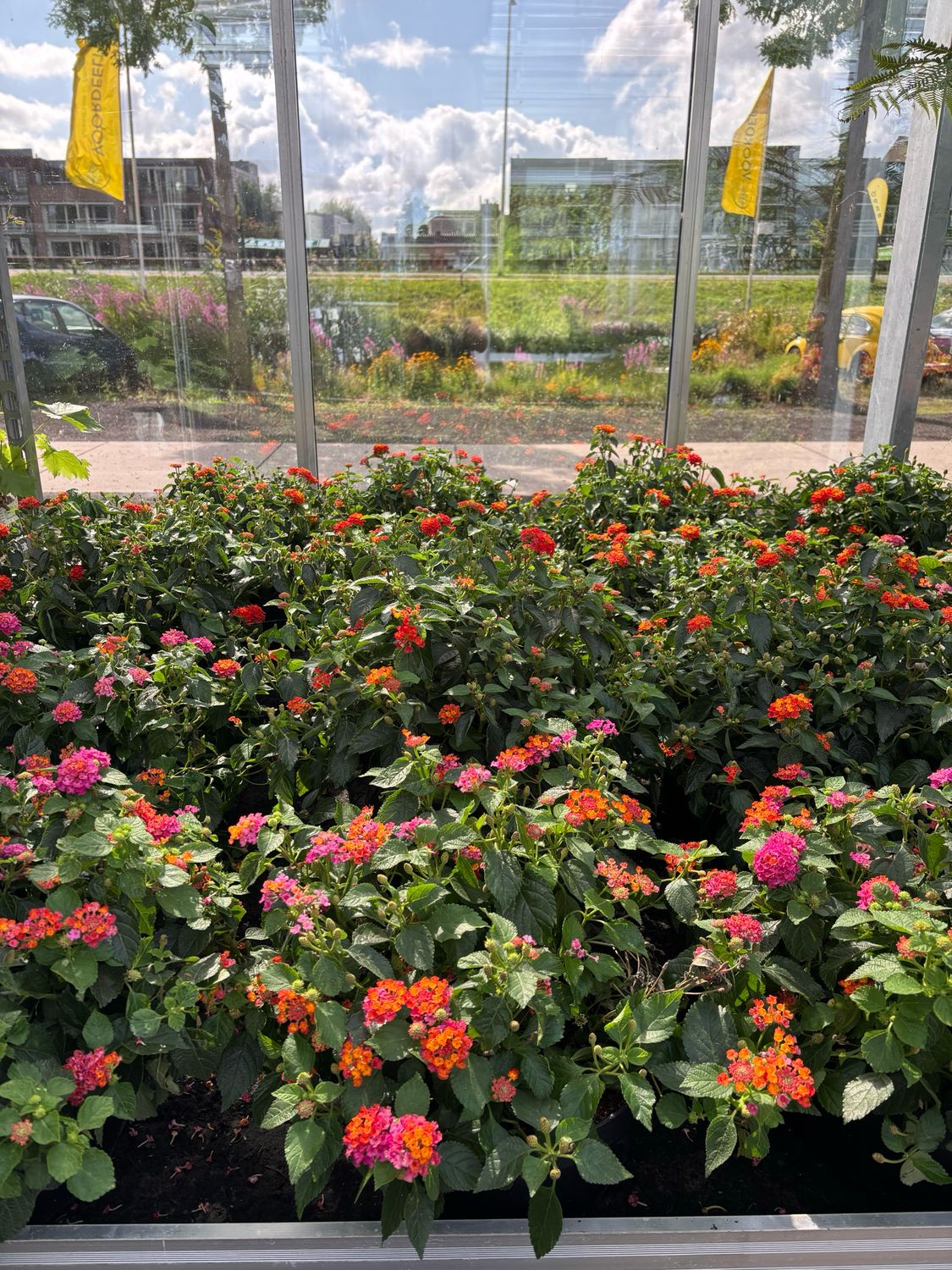 Lantana Samara (Wisselbloem) OP=OP