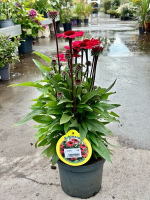 Echinacea ‘Sun Seekers Red’ (Zonnehoed) OP=OP