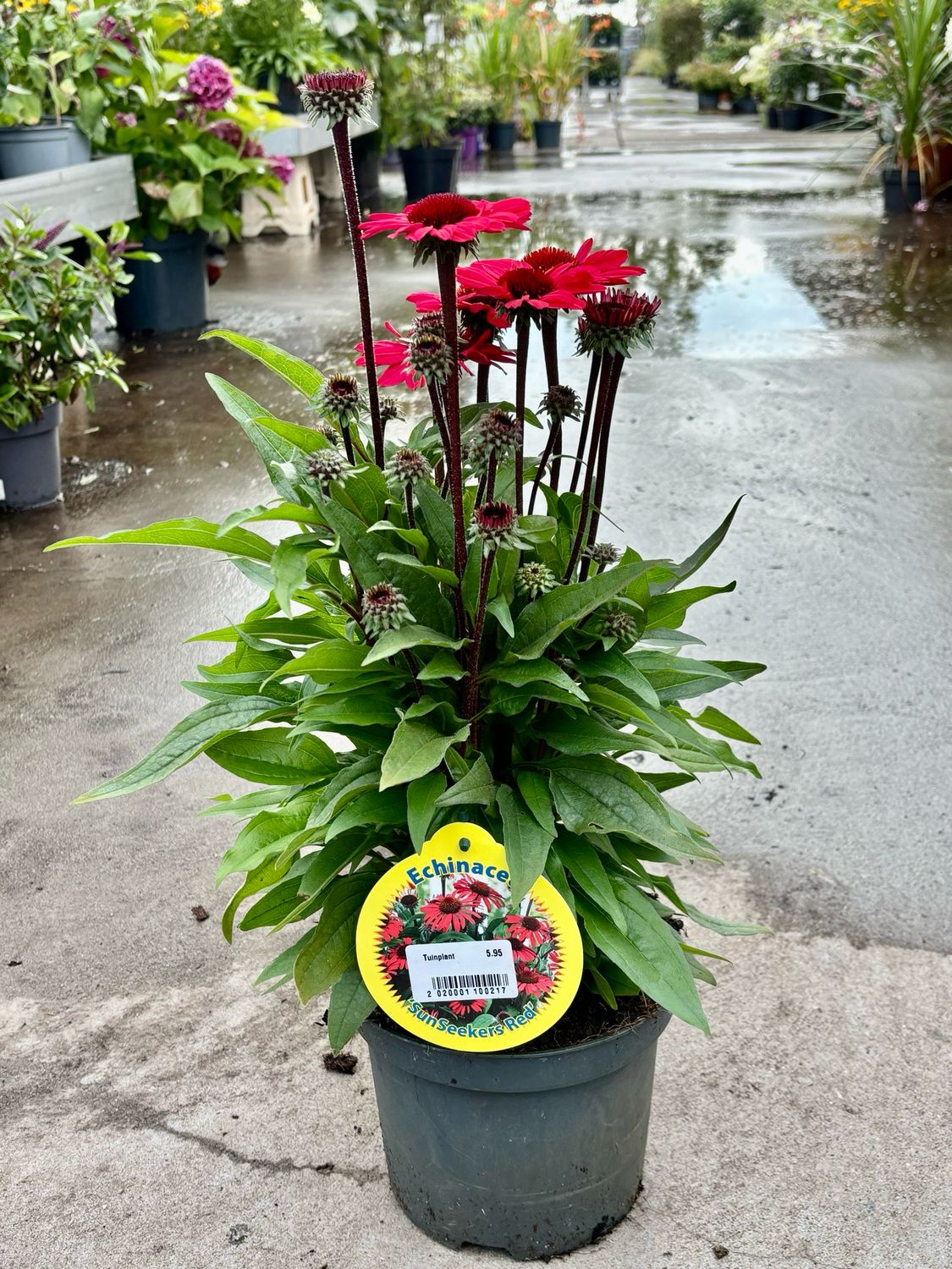 Echinacea ‘Sun Seekers Red’ (Zonnehoed) OP=OP