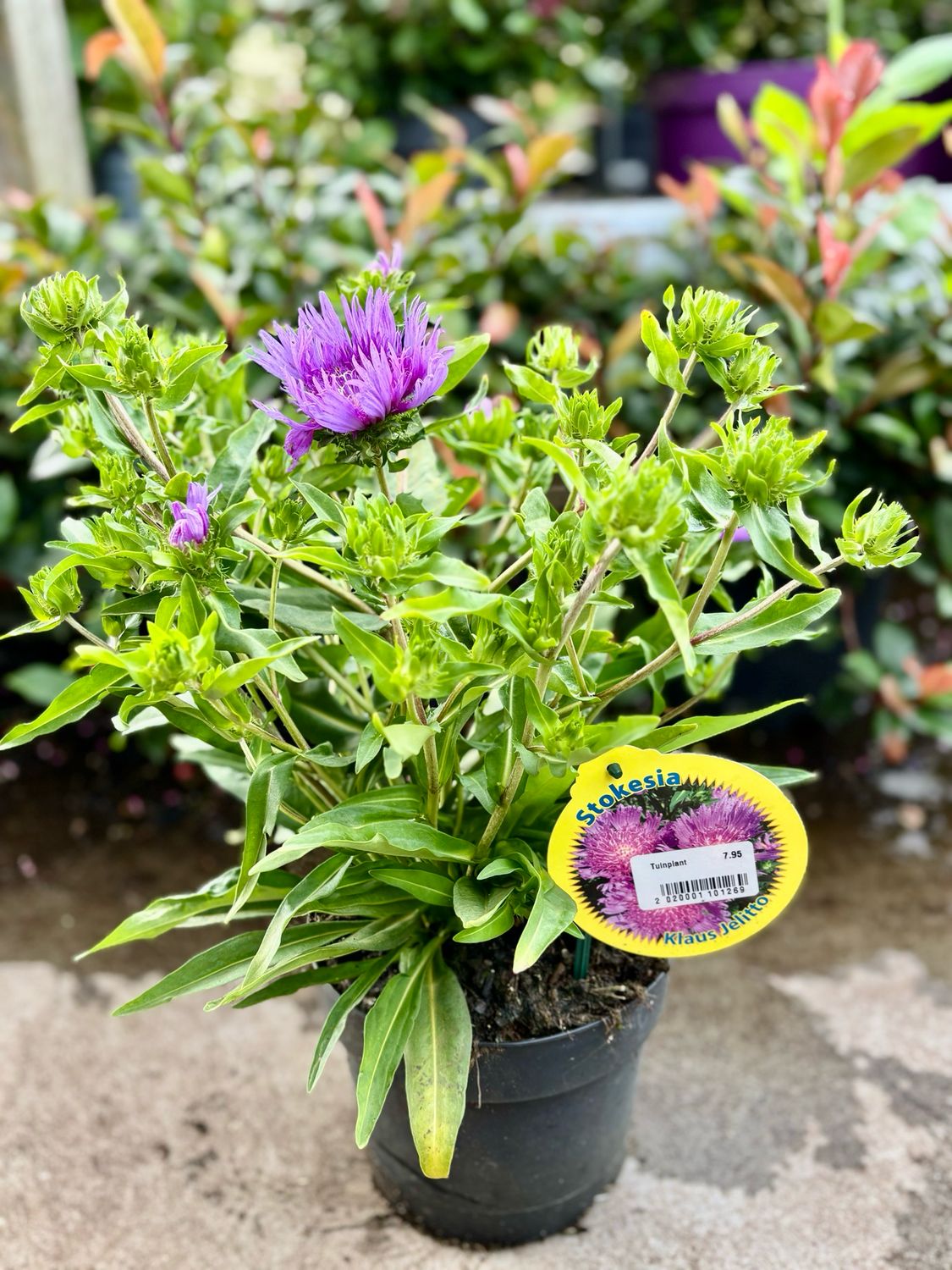 Stokesia laevis 'Klaus Jelitto' (Korenbloemaster) OP=OP