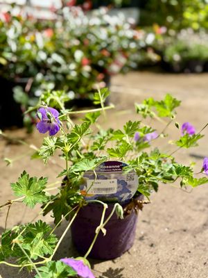 Geranium Rozanne (Ooievaarsbek) OP=OP