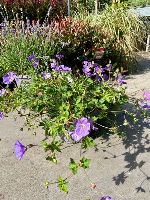 Geranium Bloom Me Away (Ooievaarsbek) OP=OP