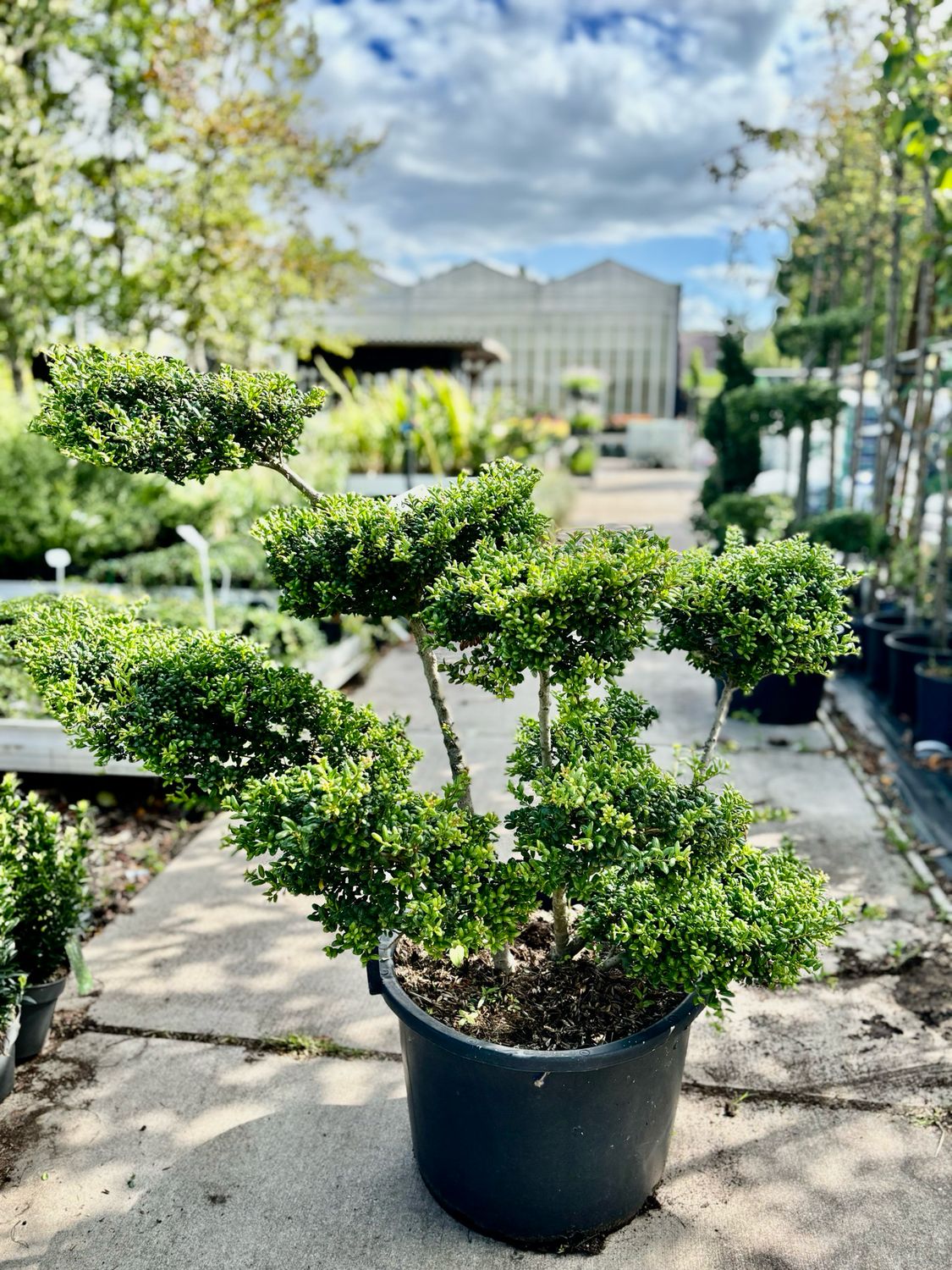 Ilex Crenata Bonsai (Japanse Hulst)