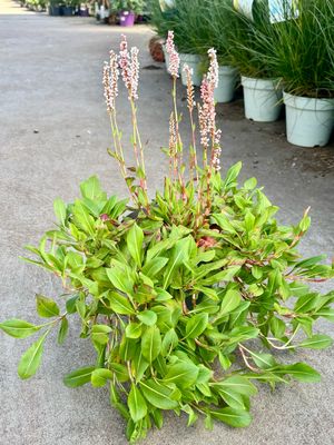 Persicaria (Duizendknoop) OP=OP
