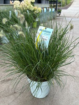 Pennisetum alopecuroides 'Little Hameln' (Lampenpoetsersgras) OP=OP