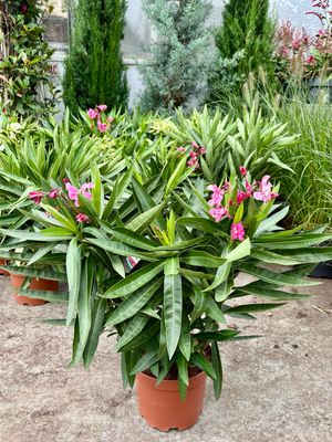Nerium Oleander (Oleander) 3 kleuren OP=OP