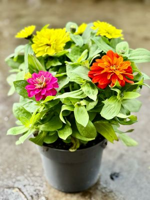 Zinnia mix kleuren OP=OP