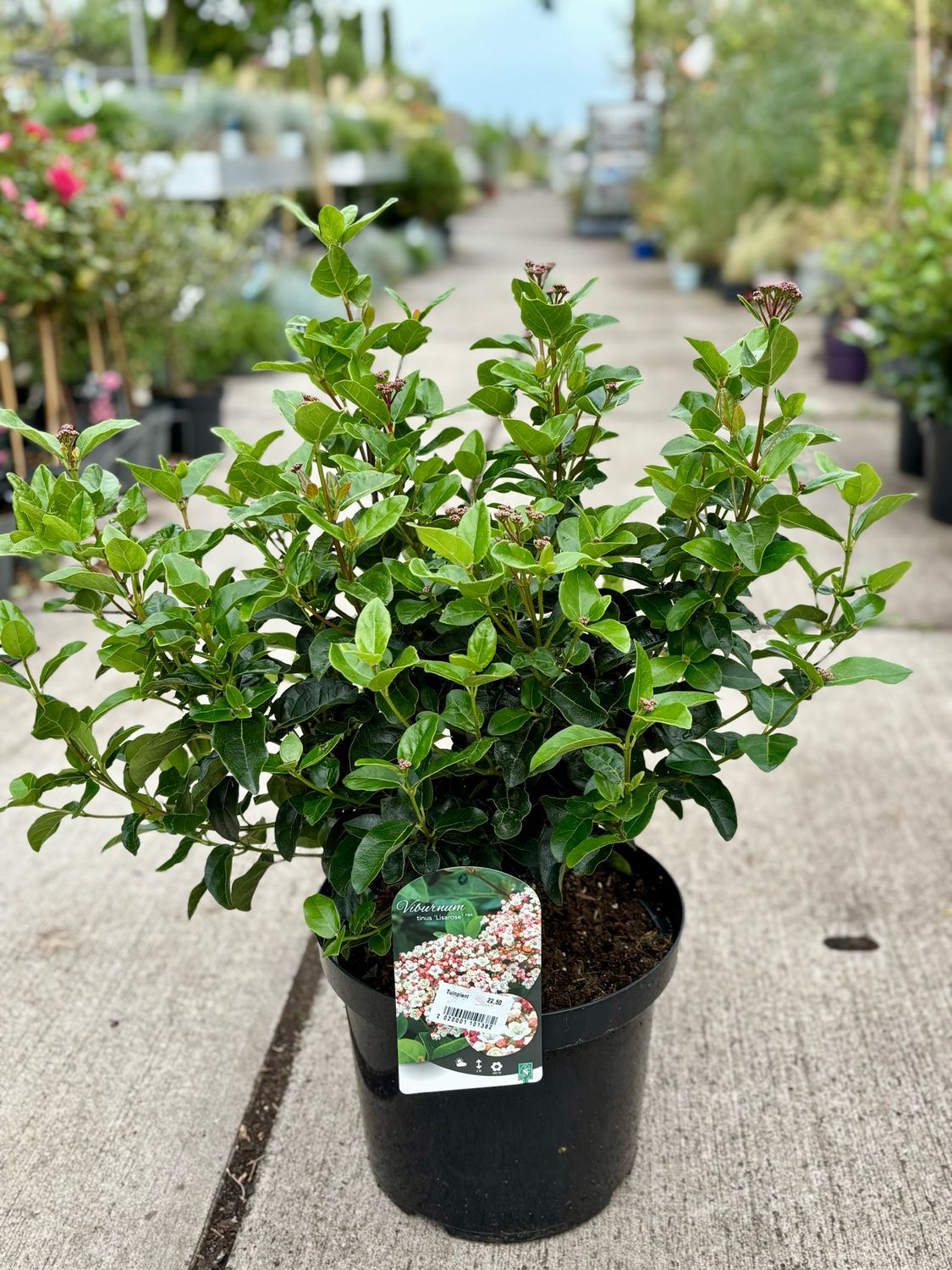 Viburnum tinus  ‘Lisa Rose’ (Sneeuwbal) OP=OP