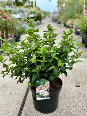 Viburnum tinus  ‘Lisa Rose’ (Sneeuwbal) OP=OP