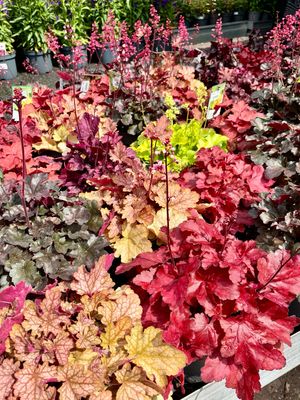 Heuchera (Purperklokje) Verschillende soorten OP=OP Heuchera (Purperklokje) Verschillende soorten OP=OP