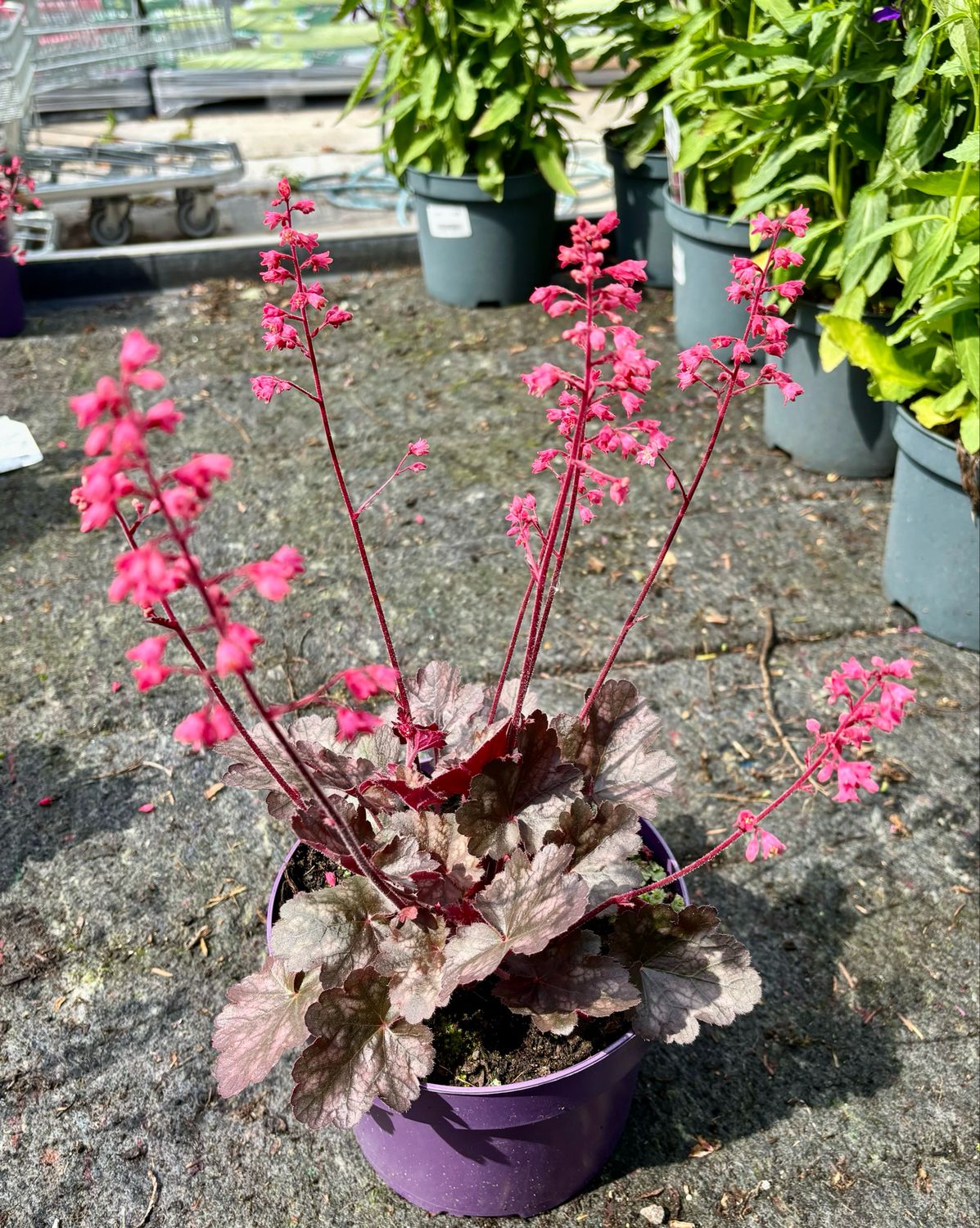 Heuchera (Purperklokje rode bloem) OP=OP