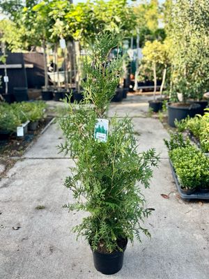 Thuja occidentalis Brabant (Levensboom) OP=OP