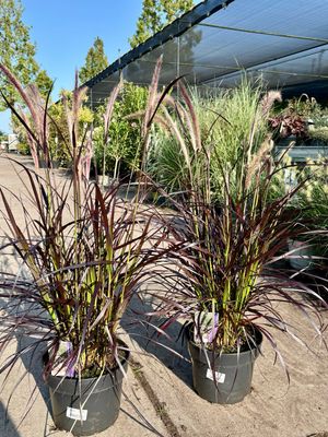 Pennisetum advena 'Rubrum' (Lampepoetsersgras Rood ) OP=OP