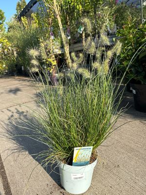 Pennisetum Alopecuroides 'Little Honey ’ (Lampenpoetsersgras) OP=OP
