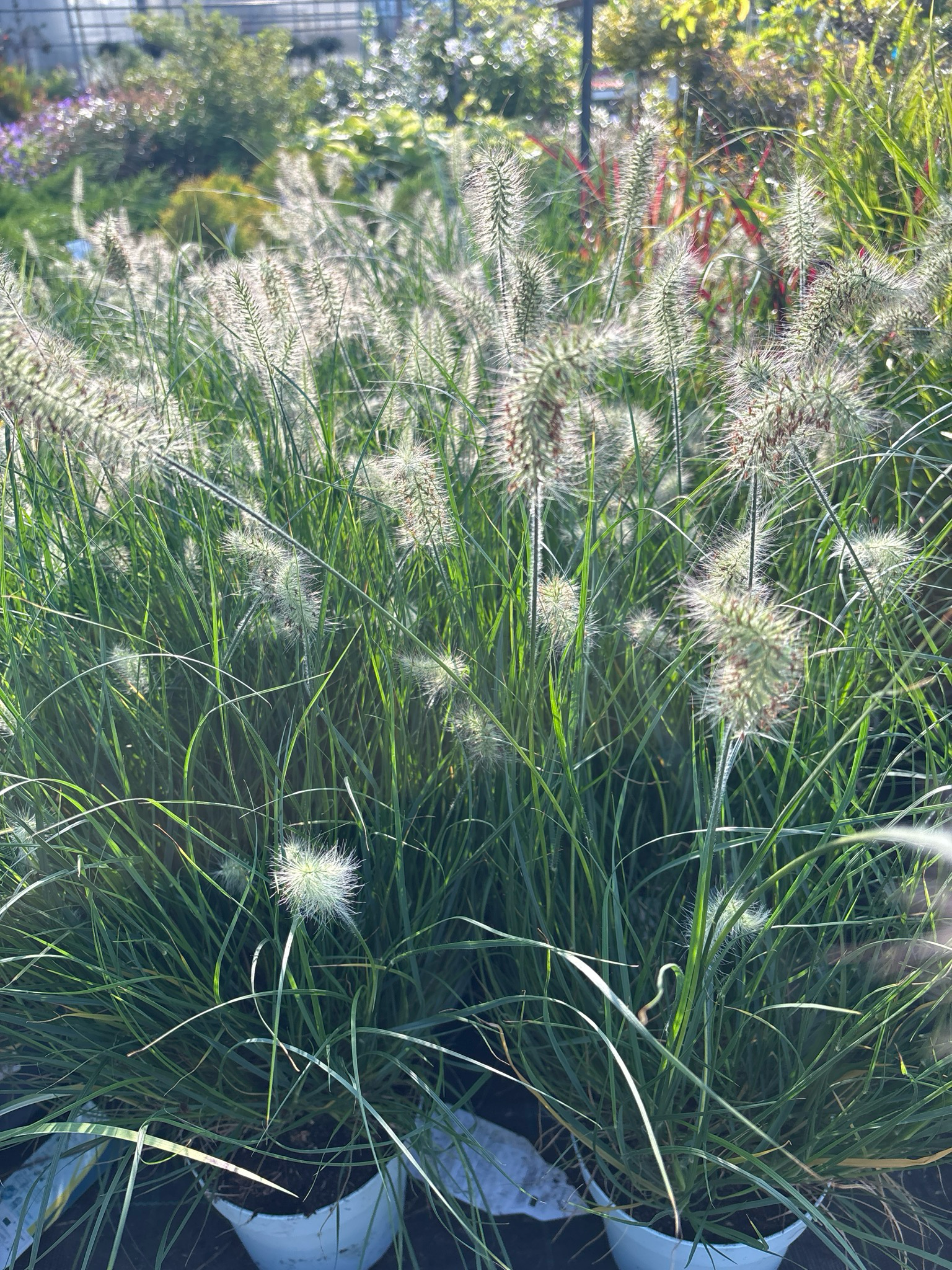Pennisetum Alopecuroides 'Little Honey ’ (Lampenpoetsersgras) OP=OP