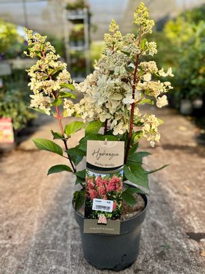 Hydrangea Pinky Winky (Pluimhortensia) OP=OP