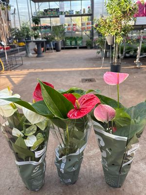 Anthurium (kamerplant) OP=OP